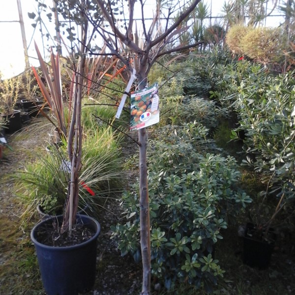 Plantez vos arbres fruitiers