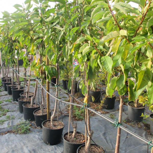 Les arbres fruitiers sont là !