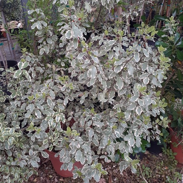 - Pittosporum panaché